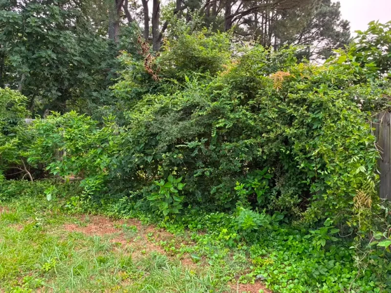 Shrub Trimming (6)