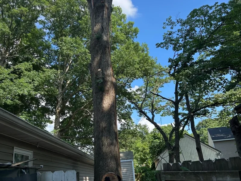 Tree Services (1)