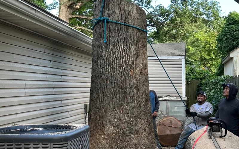 Tree Services (4)