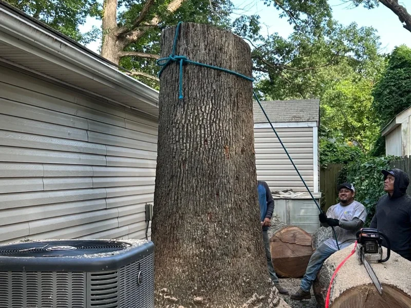 Tree Services (4)