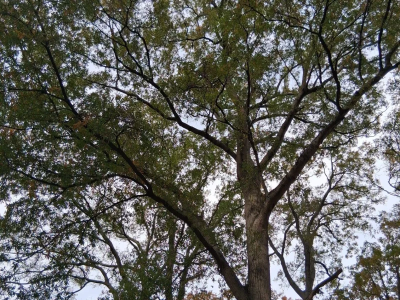Tree Services (6)